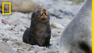 Fur Seals Overcome Extinction On ‘Resurrection Island’ – Ep. 1 | Wildlife: Resurrection Island