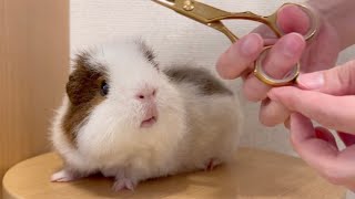 おしり切られたぁ【モルモットのトリミング】Haircut for guinea pig