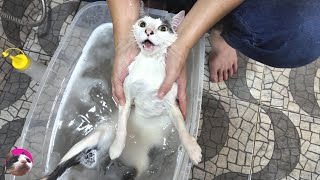 【お風呂へ戻る猫】シャワー大嫌いな猫がお風呂に自ら入りクセになって何度も湯舟へリターン...(汗