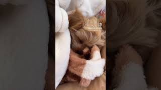 【マルプー子犬】最後の顔が可愛すぎるっ🥹🐾🧸 #マルチーズ #マルプー #まるぷー #わんこ動画 #子犬動画 #puppy #maltipoo #maltipoopuppy #子犬