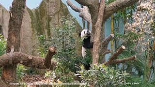 Giant Panda Le Le decided to go home 大熊猫叻叻突然决定回家找嘉嘉妈妈 @ 新加坡河川生态园