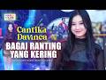 BAGAI RANTING YANG KERING - CANTIKA DAVINCA ft. OM NIRWANA | LIVE MUSIC | VERSI KOPLO