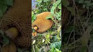 ലോക ചക്ക ദിനത്തിൽ ഒരു ചക്കയുടെ കഥ കൂടി...#jackfruit#worldchakkaday#utubevideo