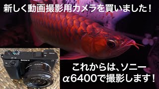 ミラーレスカメラでアロワナ水槽を撮る！α6400購入しました！熱帯魚アクアリウム