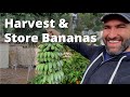 Ice Cream Banana Harvest!!! | How to Harvest and Store Backyard Bananas