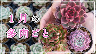 【多肉植物】本格的な寒さ❄1月の水やりや多肉植物の楽しみ方