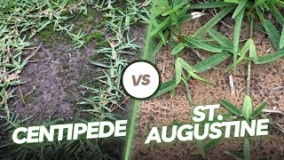 Why is Centipede Grass BETTER than St. Augustine Grass?