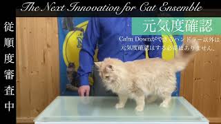 SGC獲得審査(アダルトクラス) メインクーン　クリームタビー　メス　Calm Downというパフォーマンスのお手本となる動画