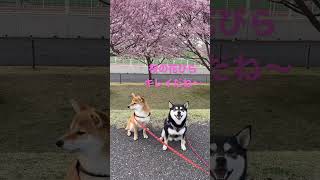 柴犬散歩コースの桜🌸満開# 柴犬 #shorts #cute #多頭飼い