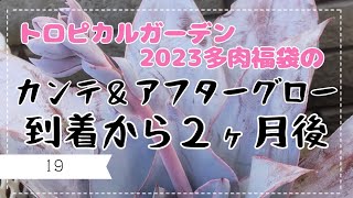 【花芽出してきた】カンテ＆アフターグロー到着から２ヶ月後【トロピカルガーデン2023福袋】多肉植物