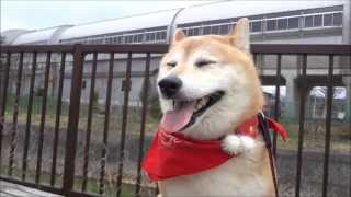 桜も咲かない柴犬さんぽ(友情出演）　                    shiba inu 柴犬動画