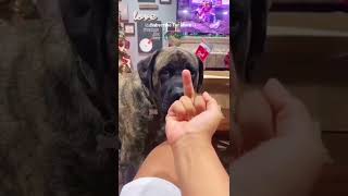 Cute Dogs React To The Middle Finger😂🥰- Funny Dog Video #shorts