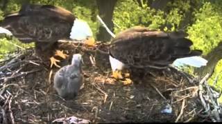 Minnesota Bound Eagle Cam Reunion