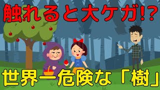 触れるだけで大ケガ！？世界一危険な「樹」がヤバすぎる…