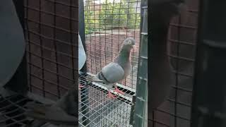 parava  pigeon