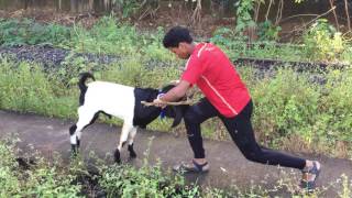 Aslan kota bakra goat training 2