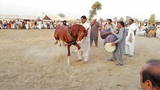 گھوڑے کا ناچ میلہ بستی ماہی بلوچ میلسی