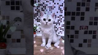 ВАШ КОТИК ПОЁТ ПЕСНИ # #cat