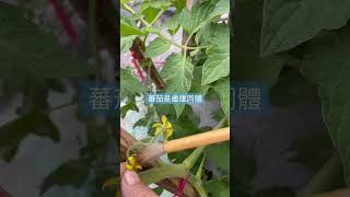 蕃茄是雌雄同體 這樣做授粉率非常高