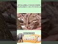 おじさんが拾ってきた小さな猫がどんどんおかしくなっていきました