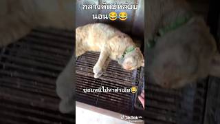 กลางคืนบ่หลับบ่นอน😂😂ชอบหนีไปหาตัวเมีย #คลปตลก #กดไลค์ #ฝากกดติดตามด้วยนะครับ