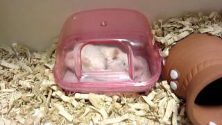 笑える砂浴び （Roborovskii Hamster）