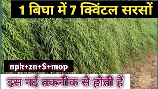 इस नए तरीके से सरसों की खेती करोगे तभी होगी 7 क्विंटल 1 बीघा की पैदावार | musterd farming in hindi