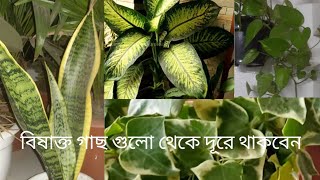 বিষাক্ত কিছু ইনডোর প্ল্যান্ট যেগুলো থেকে অবশ্যই বেবি দের কে দূরে রাখতে হবে// poisonous indoor plants