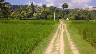 அழகான நெல் வயல்| Beautiful Paddy field | Traverse village #krishnagiri # tamilnadu