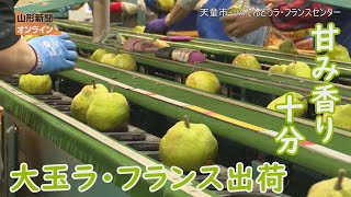 甘み香り十分 大玉ラ・フランス出荷　山形県天童市・ＪＡてんどうラ・フランスセンター