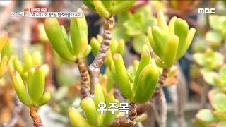 [생방송 오늘 저녁] 신비로운 다육 식물의 세계🌱, MBC 211208 방송