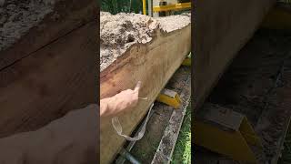 Sawmilling the 'Biggest Log Yet\