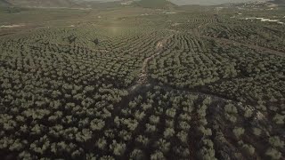 The Volcani Institute and Olive Growing in the Middle East