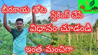 #farming బీరకాయ తోట స్టేకింగ్ చేసే విధానం చూడండిఇంత మంచిగా #me #farmer vijay 🌱