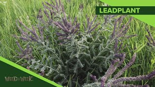 Weed of the Week # 1081 Leadplant (Air Date 12-23-18)