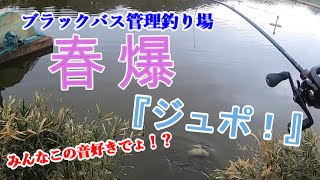 【ブラックバス管理釣り場】春爆はトップを狙え！