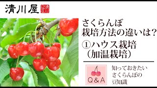 佐藤錦の栽培方法と収穫時期 ①加温栽培（～5月収穫）｜山形のさくらんぼはどう育てられるの？さくらんぼQ\u0026A