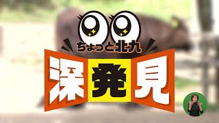 ちょっと北九見つけてきました！ #6 （テレQ2023年5月6日放送）