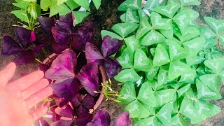 Hoa Bướm Đêm và những màu lá khác của Cây Hoa Bướm ( Oxalis , Cỏ Ba lá)