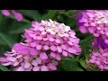 Iberis Umbellata, Globe Candytuft Flowers