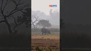 ডিমৰীয়াৰ দুৰুঙত এশিঙীয়া গঁড়ৰ মুক্ত বিচৰণ