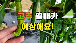 고추 열매가 이상하면? 각종 이상증상