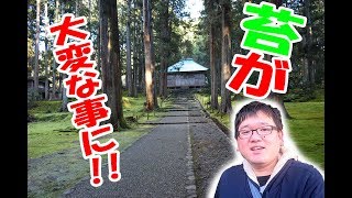 【悲報】平泉寺の苔がヤバイ事に・・・・