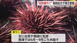 一度食べたら忘れられない「赤ウニ」天然物激減 養殖拡大に奮闘する海士たち【佐賀県唐津市】 (24/07/22 18:20)