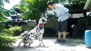 ラッキー　フリスビー犬への道③