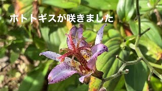 まるおの母　まるこの宿根草と低木の庭　2023 10 06 風が強い庭。ブッドレアで吸蜜しているヒメクロホウジャクを撮影していたら、オオカマキリが鎌を…。狩りは失敗でした。朝夕涼しくなりよく眠れる😰