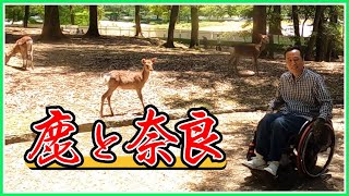 【奈良公園】世界遺産建築と新緑散策202405前集