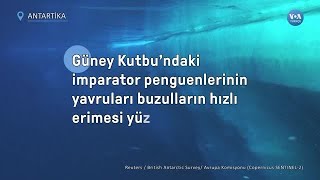 Güney Kutbu’ndaki imparator penguenlerinin yavruları buzulların erimesi yüzünden ölüyor| VOA Türkçe