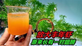 喂给六角恐龙鱼的丰年虾，在将其放大之后发现，疑似长有一对翅膀 #观赏鱼 #六角恐龙鱼 #可爱萌宠 #云养鱼