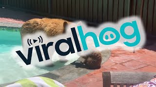 Mama Bear and Cub Use My Pool || ViralHog